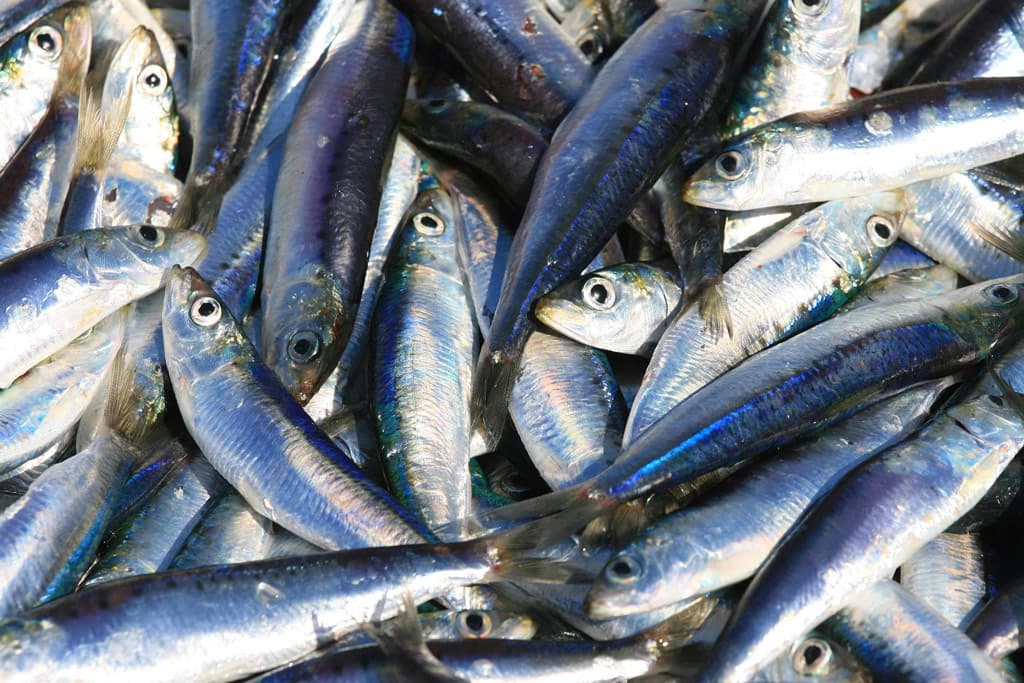 Conoce la Asociación de Frigoríficos de Pesca Extractiva